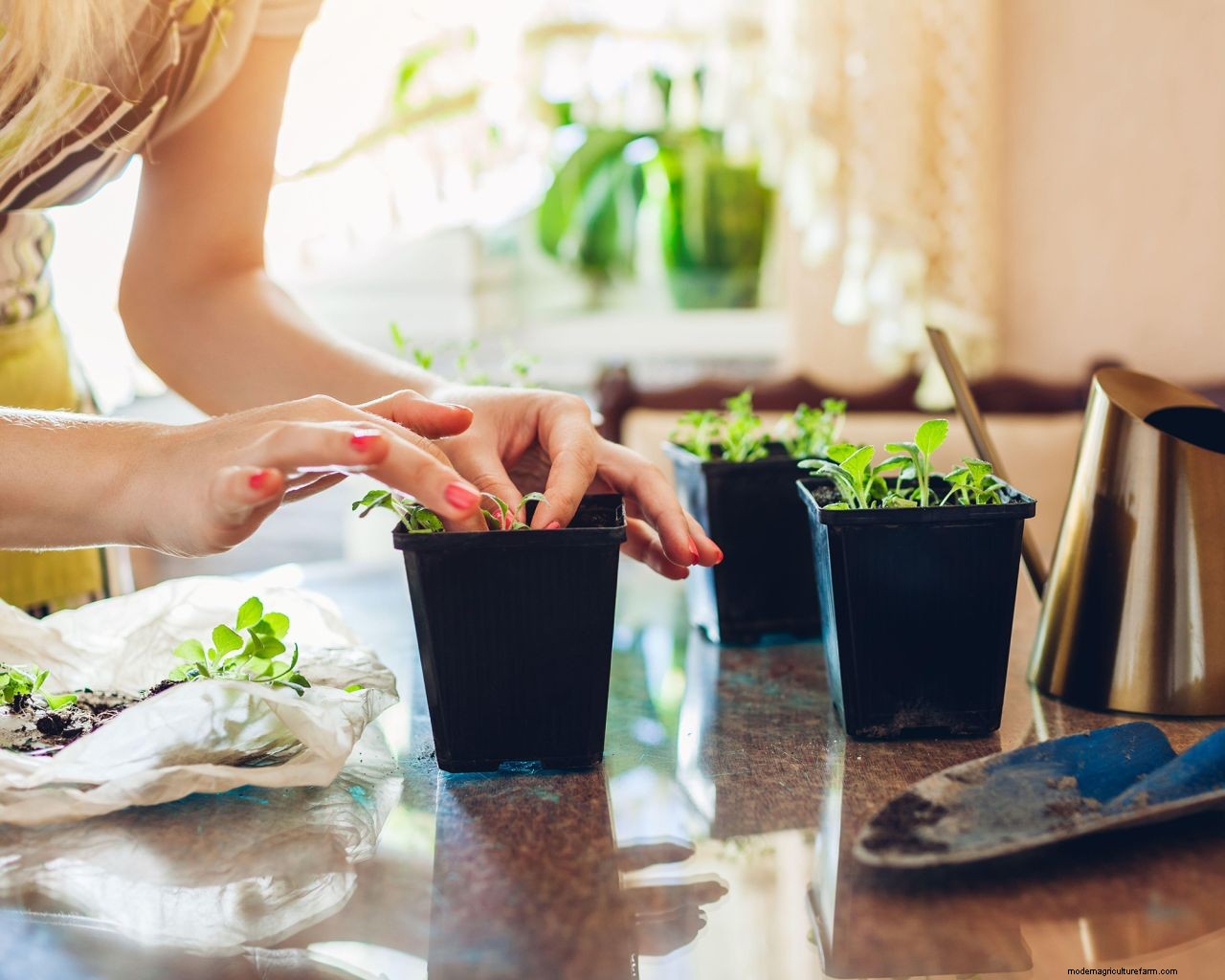 Foxgloves care and growing guide: how to grow these cottage-garden classics