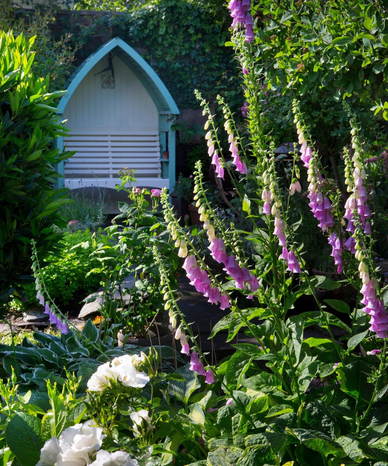 Foxgloves care and growing guide: how to grow these cottage-garden classics