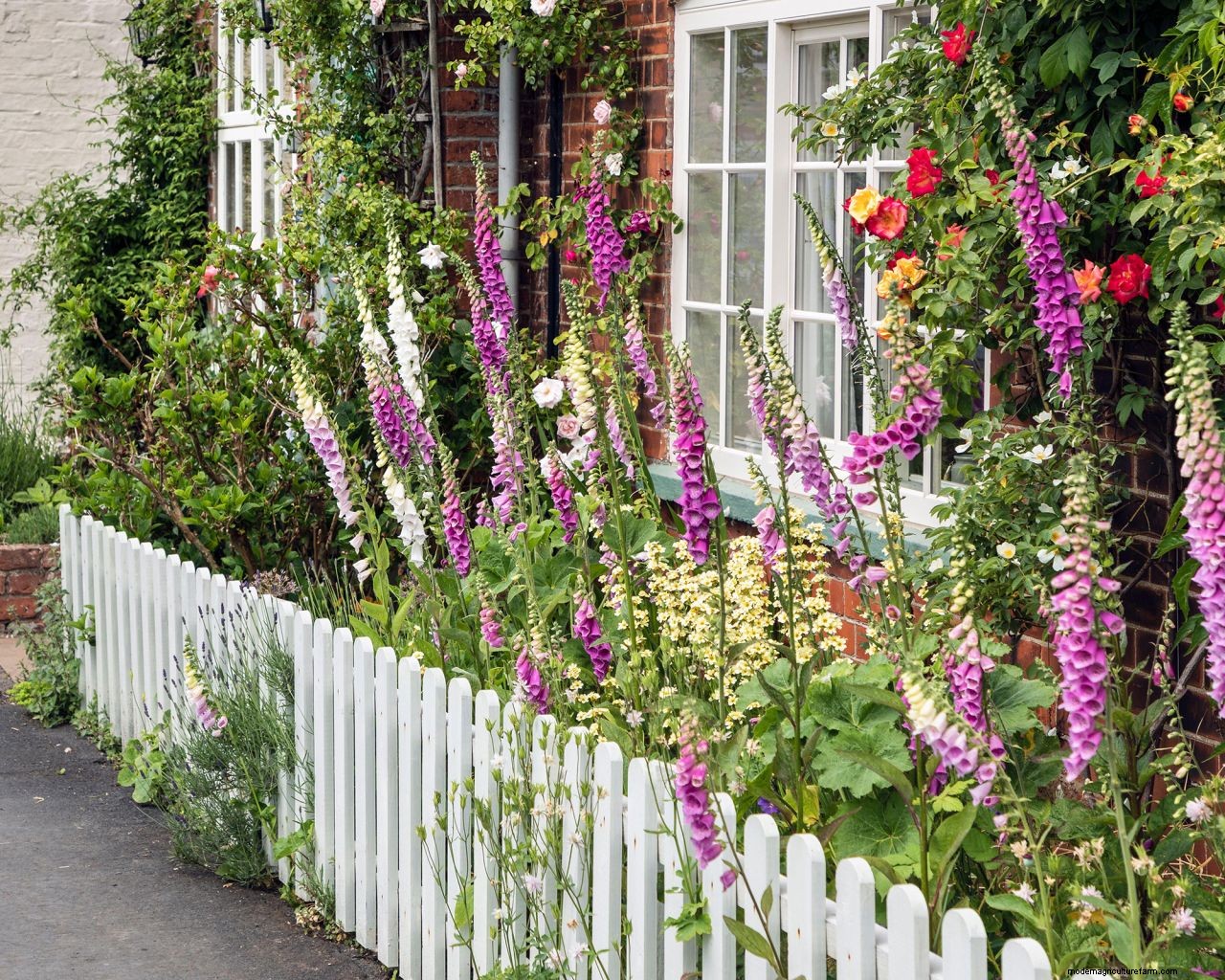 Foxgloves care and growing guide: how to grow these cottage-garden classics