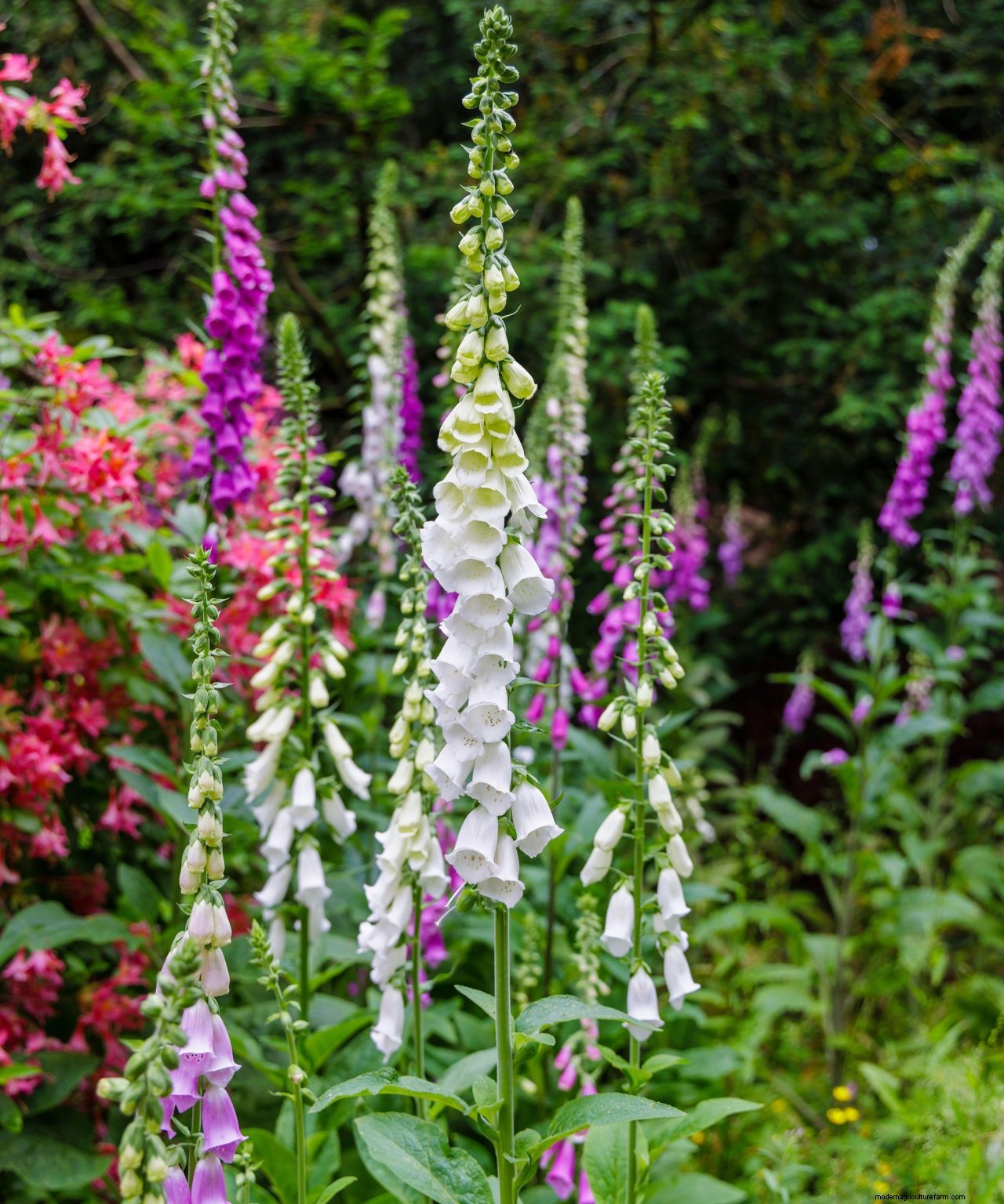 Foxgloves care and growing guide: how to grow these cottage-garden classics