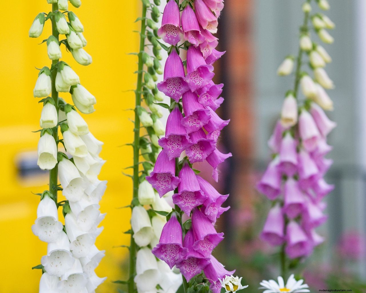 Foxgloves care and growing guide: how to grow these cottage-garden classics