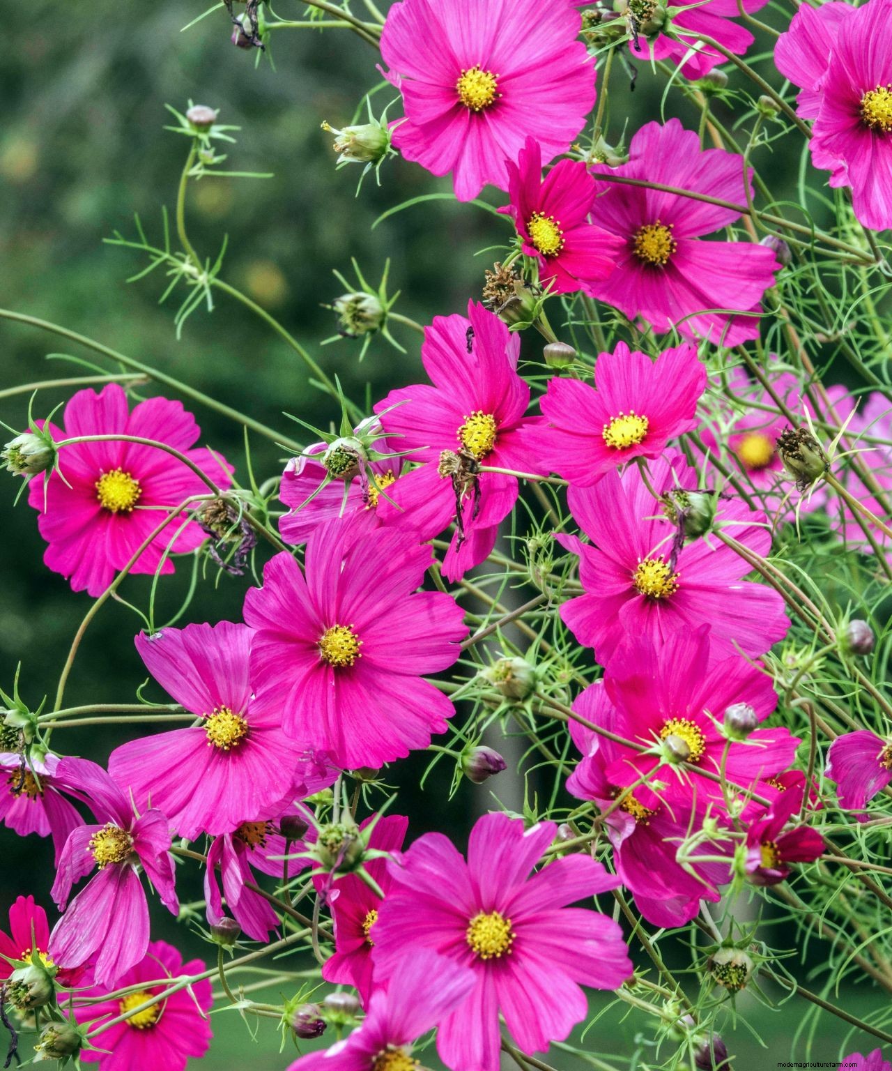 Cosmos care and growing guide: expert tips on these well-loved summer annuals