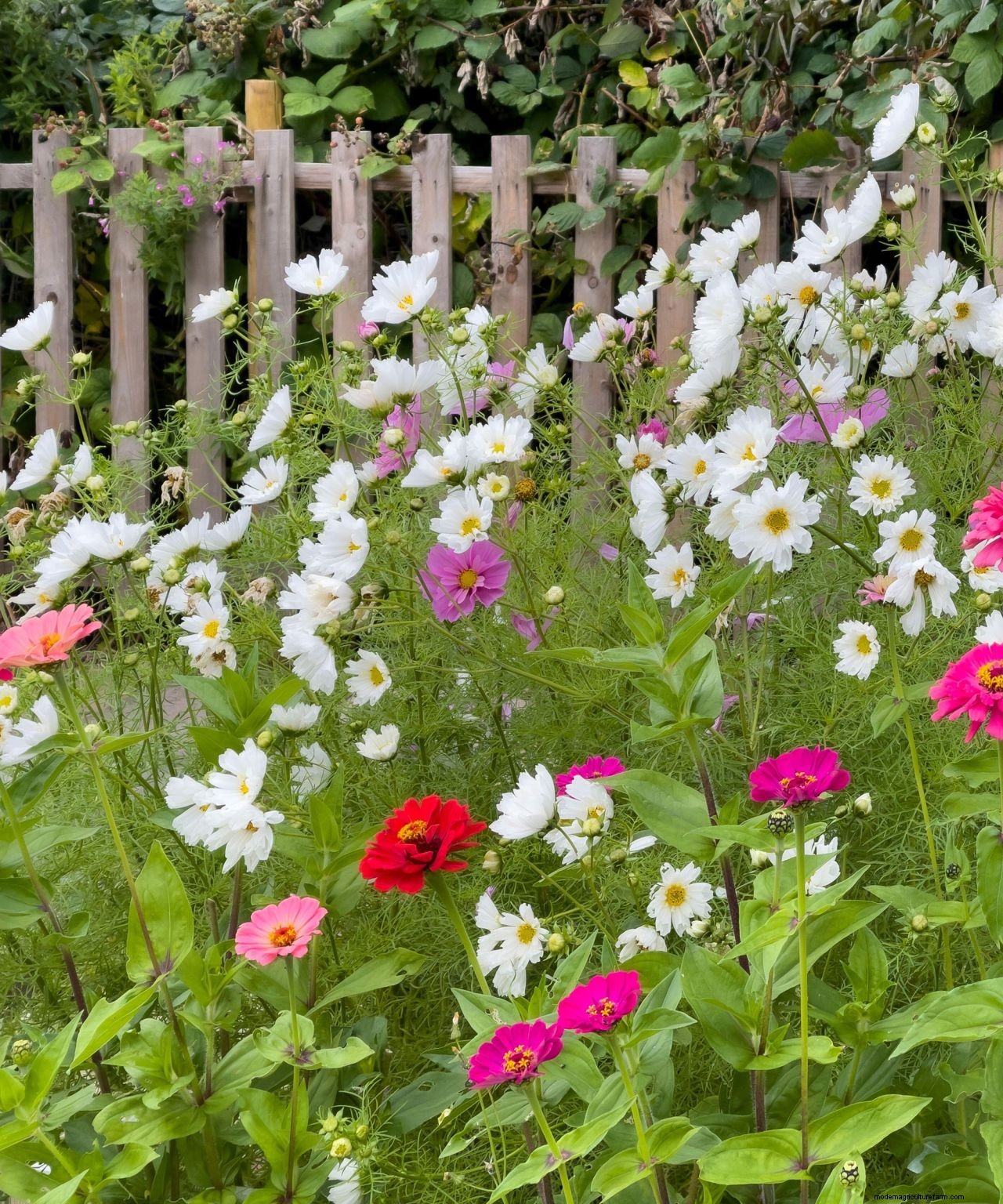 Cosmos care and growing guide: expert tips on these well-loved summer annuals