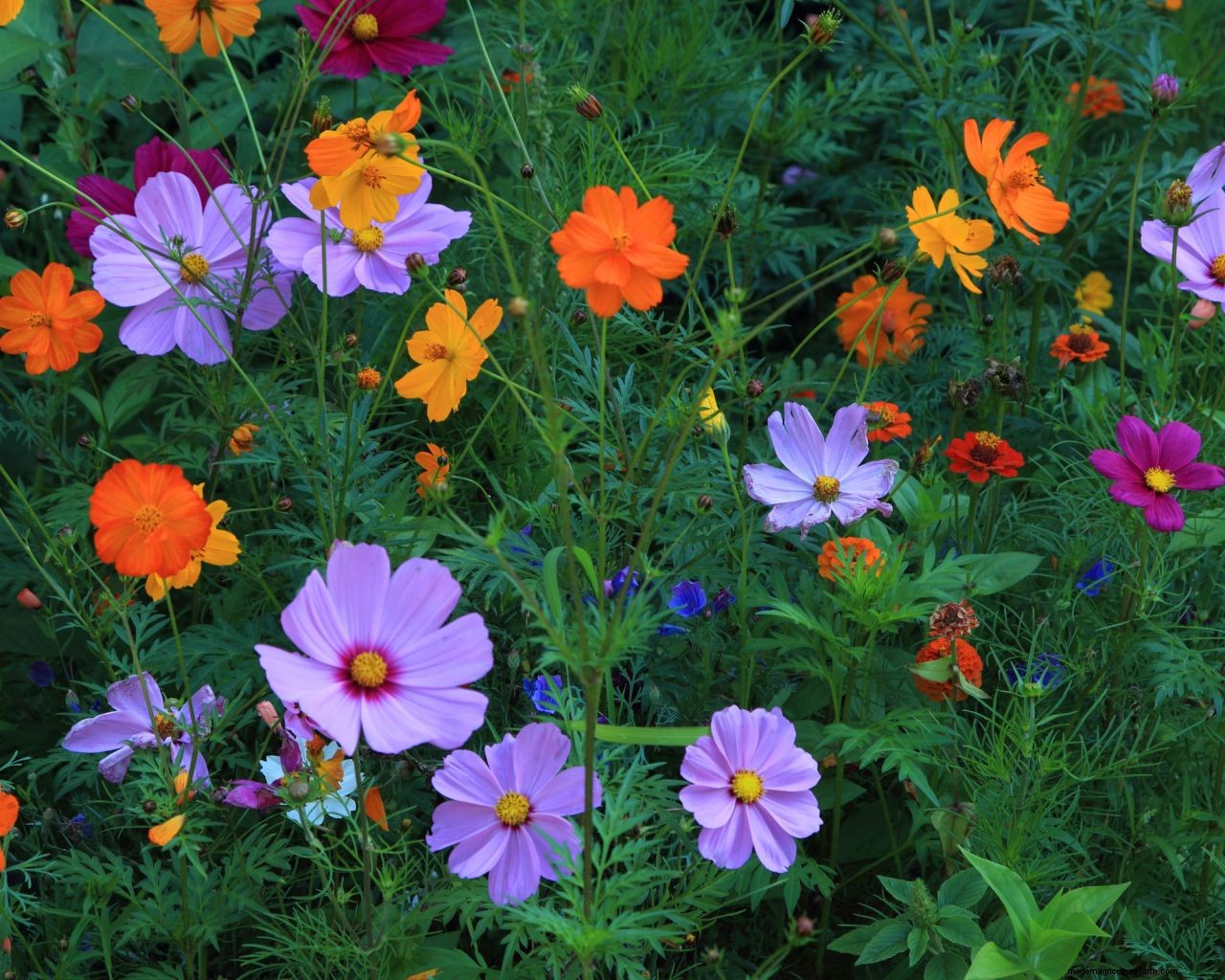 Cosmos care and growing guide: expert tips on these well-loved summer annuals