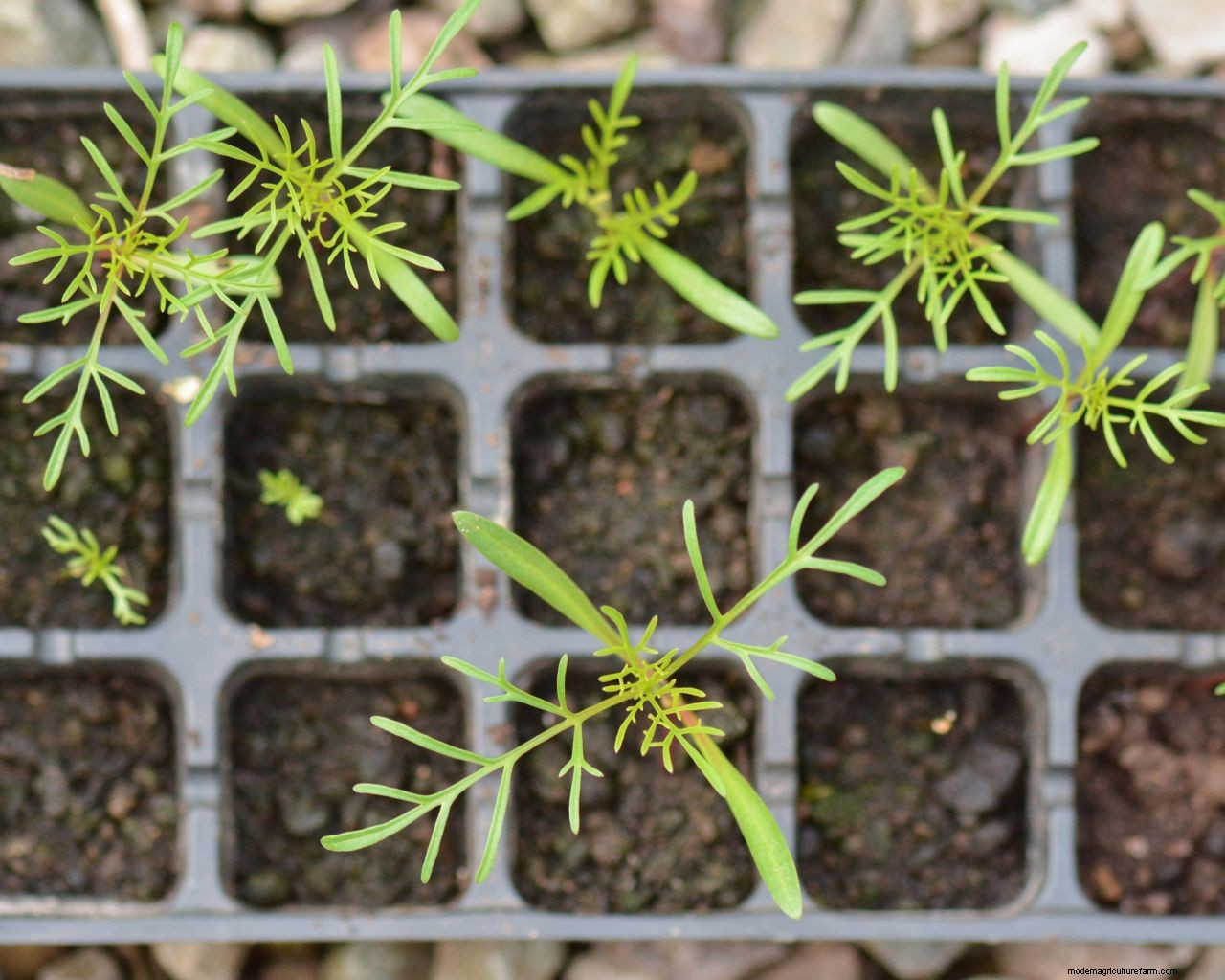 Cosmos care and growing guide: expert tips on these well-loved summer annuals