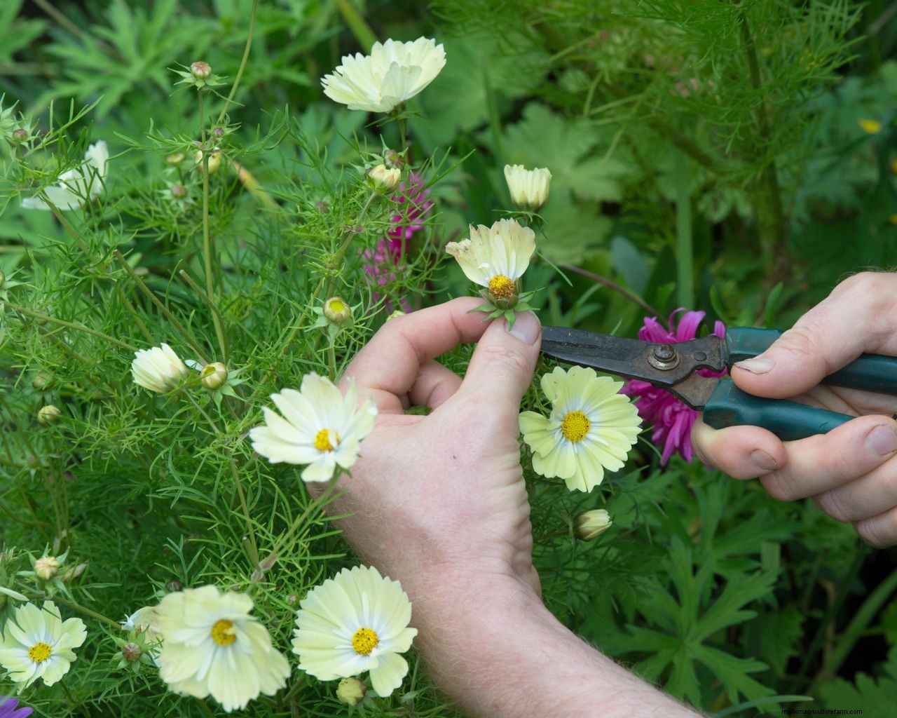 Cosmos care and growing guide: expert tips on these well-loved summer annuals