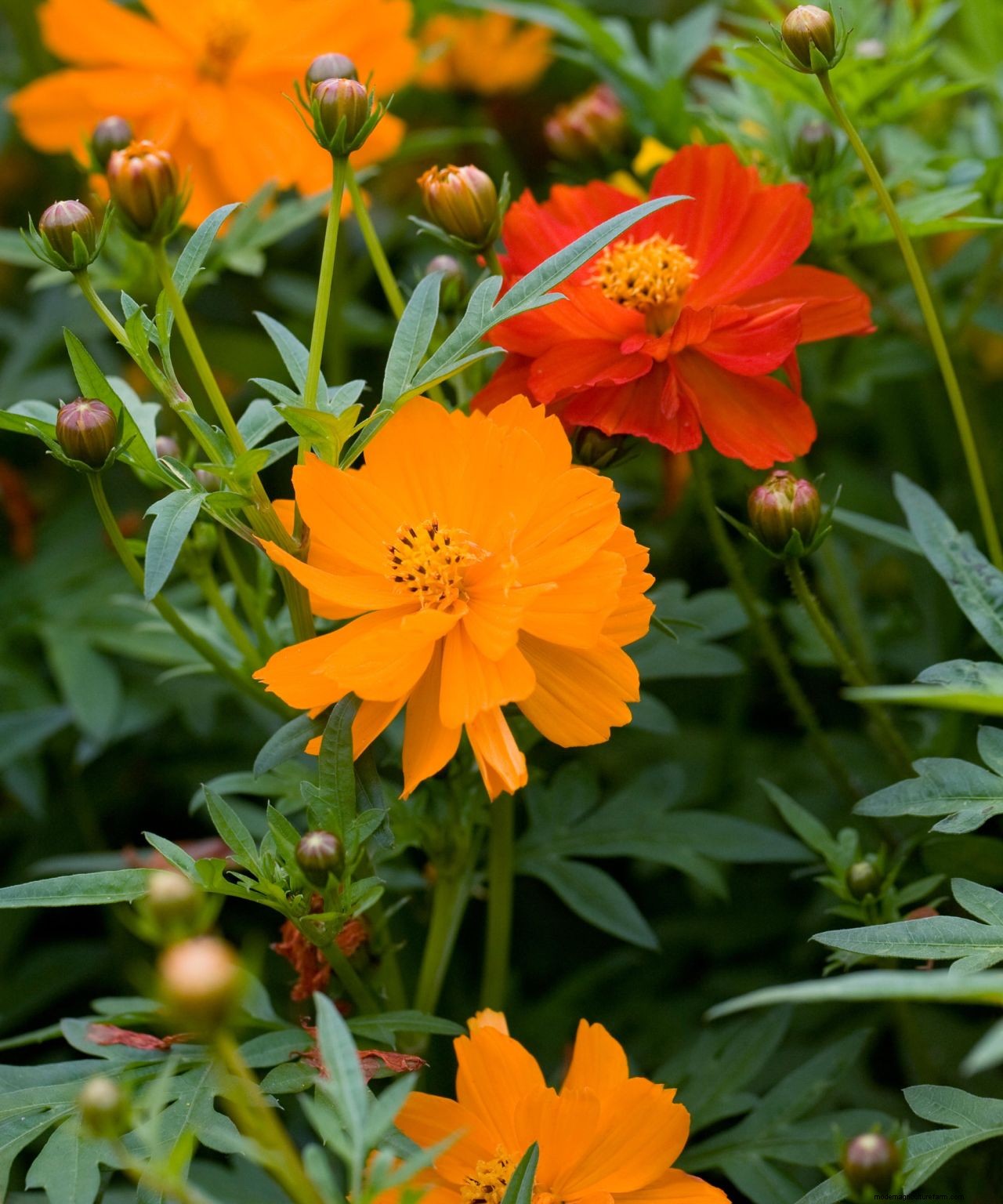 Cosmos care and growing guide: expert tips on these well-loved summer annuals