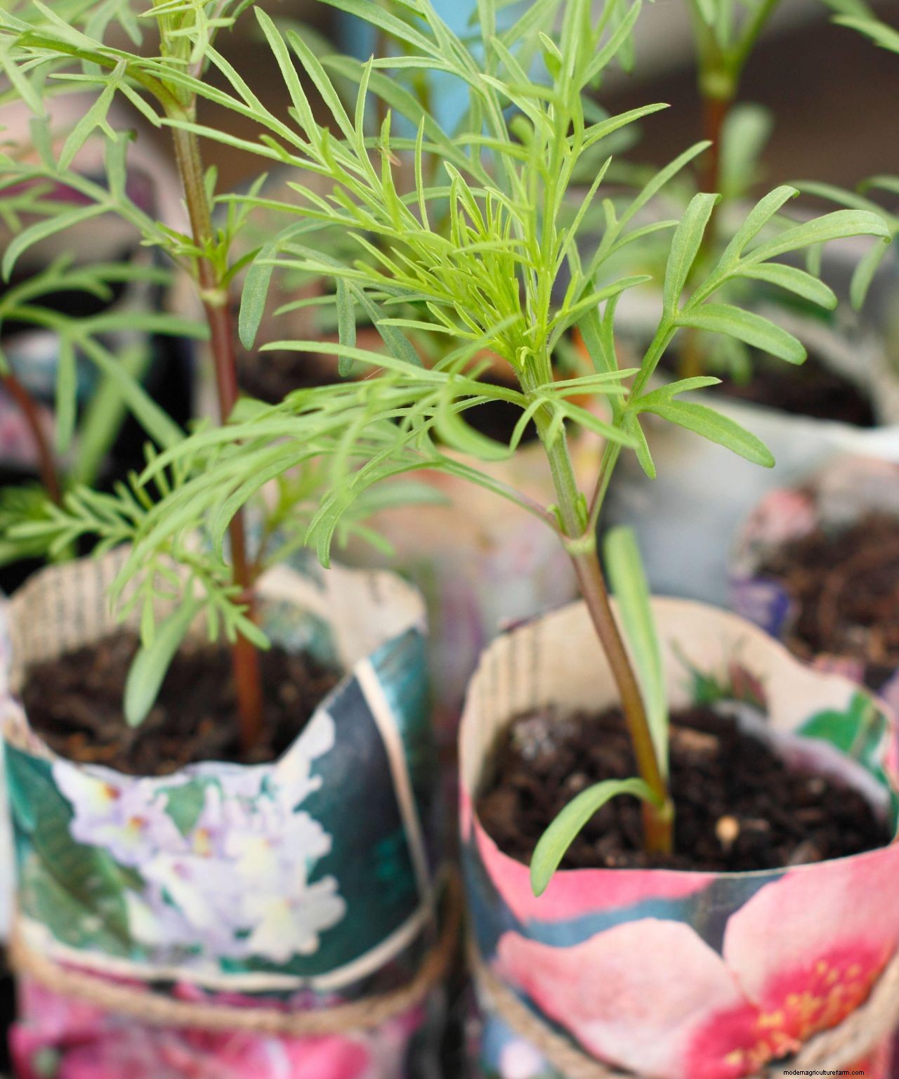 Cosmos care and growing guide: expert tips on these well-loved summer annuals