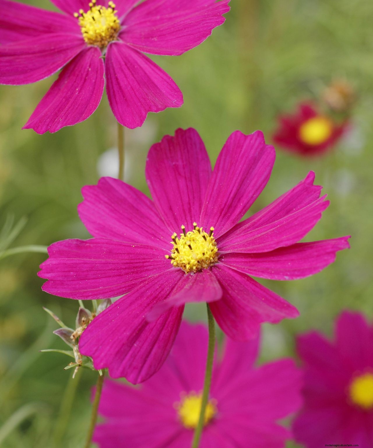 Cosmos care and growing guide: expert tips on these well-loved summer annuals