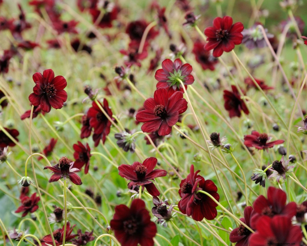 Cosmos care and growing guide: expert tips on these well-loved summer annuals