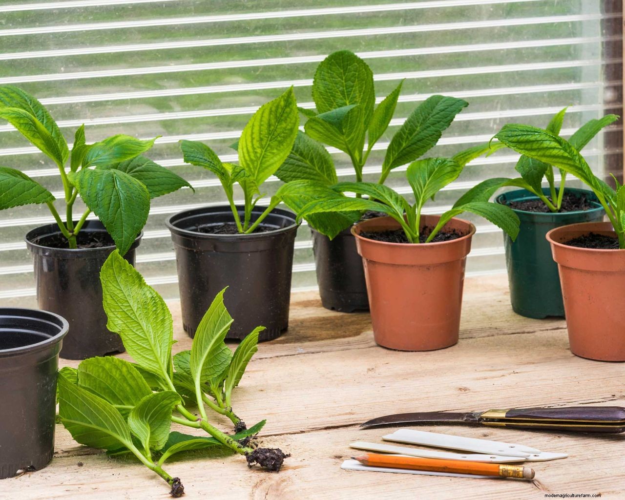 Propagating hydrangeas: simple ways to get more stunning shrubs for free