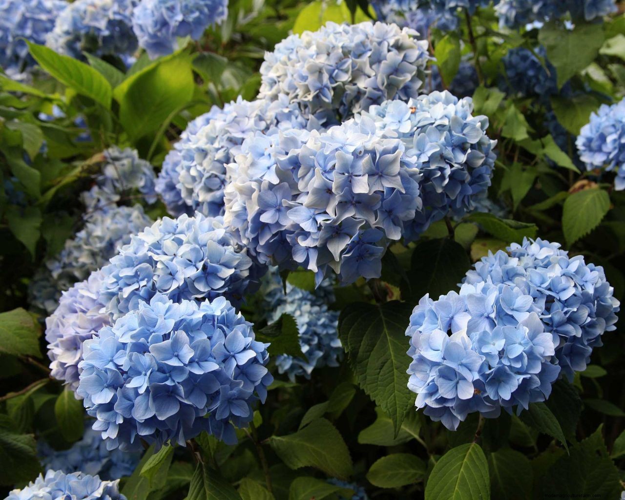 Propagating hydrangeas: simple ways to get more stunning shrubs for free