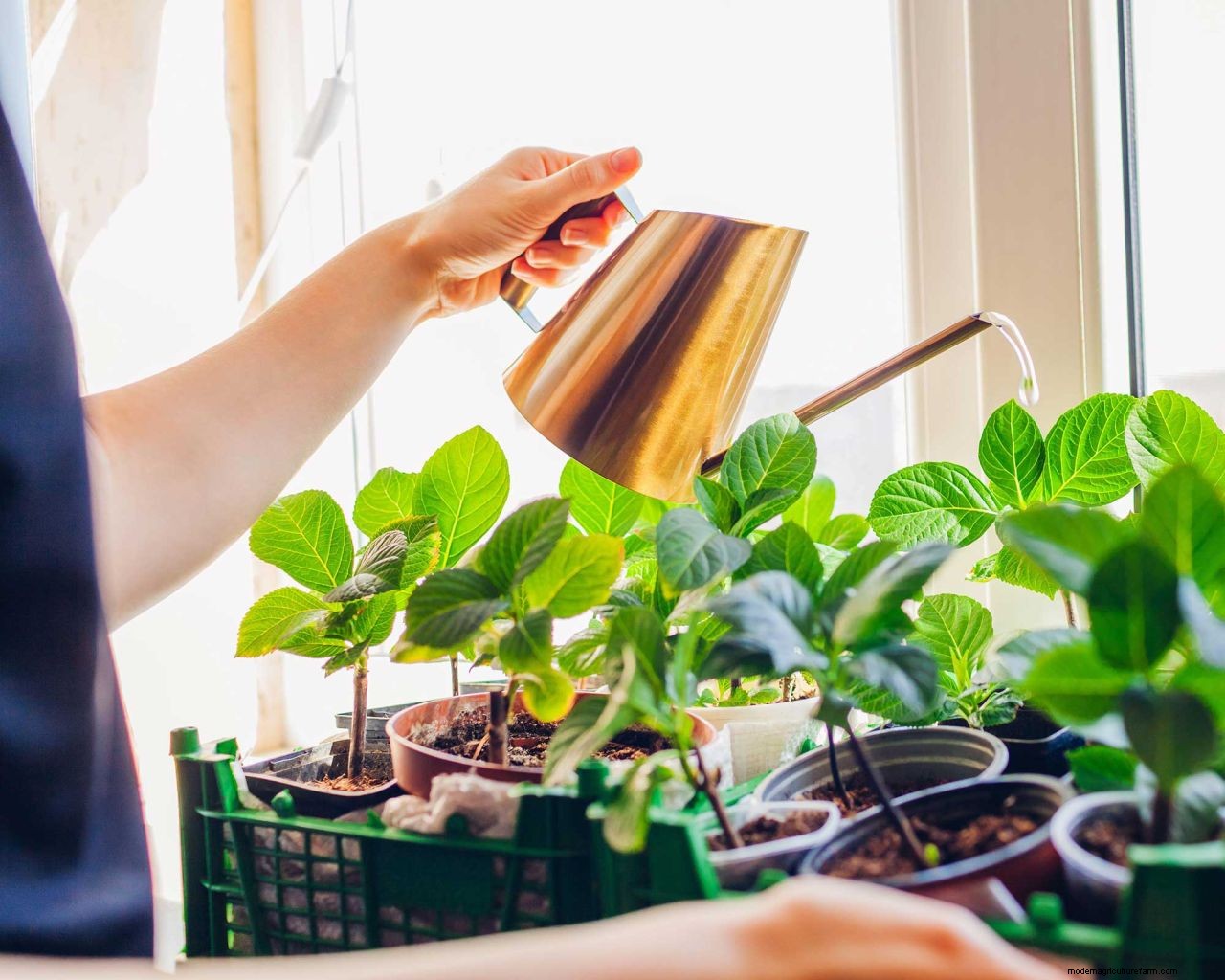 Propagating hydrangeas: simple ways to get more stunning shrubs for free