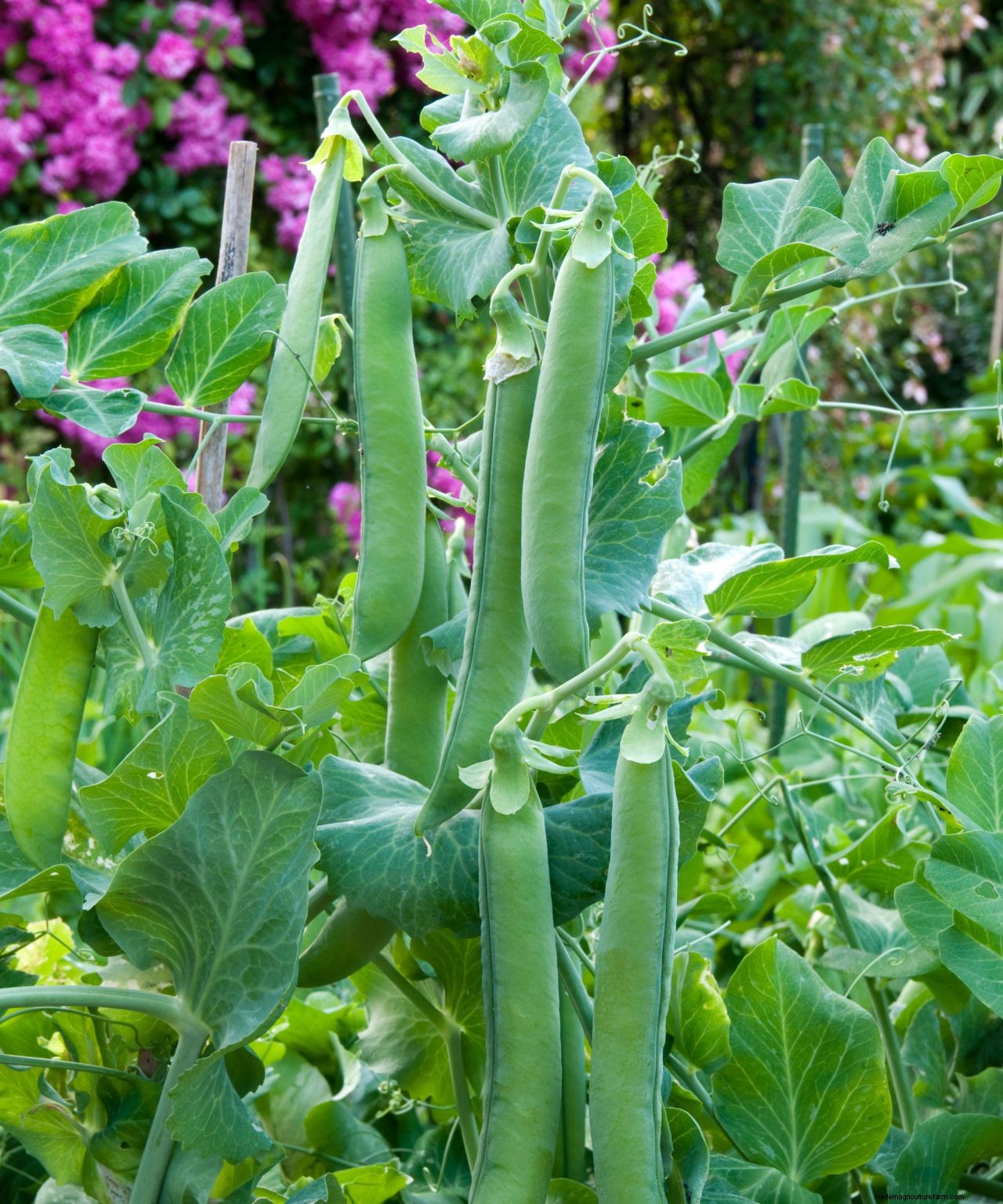 How to grow peas: expert sowing, planting and care tips