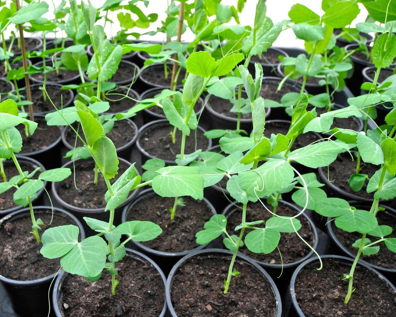 How to grow peas: expert sowing, planting and care tips
