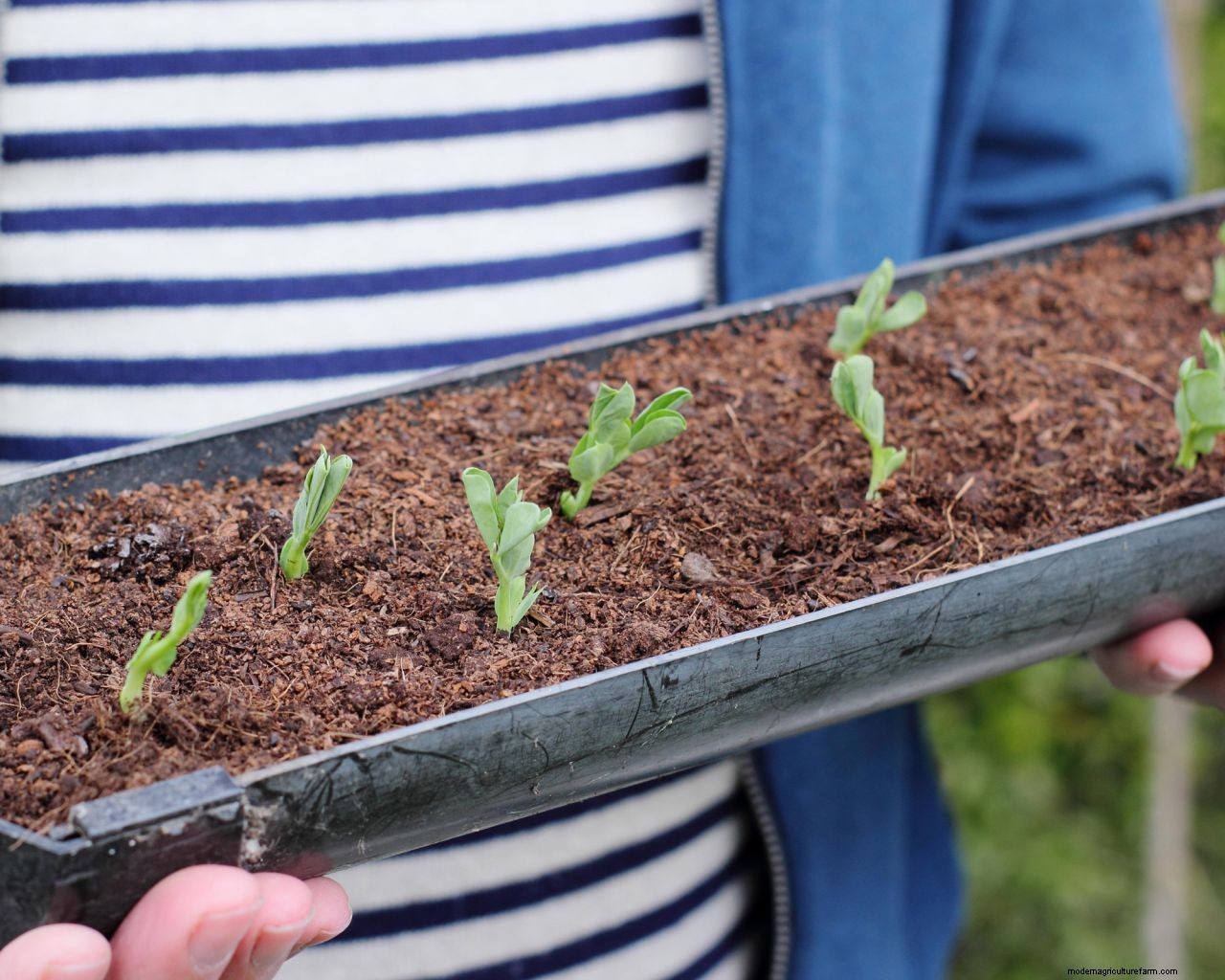 How to grow peas: expert sowing, planting and care tips