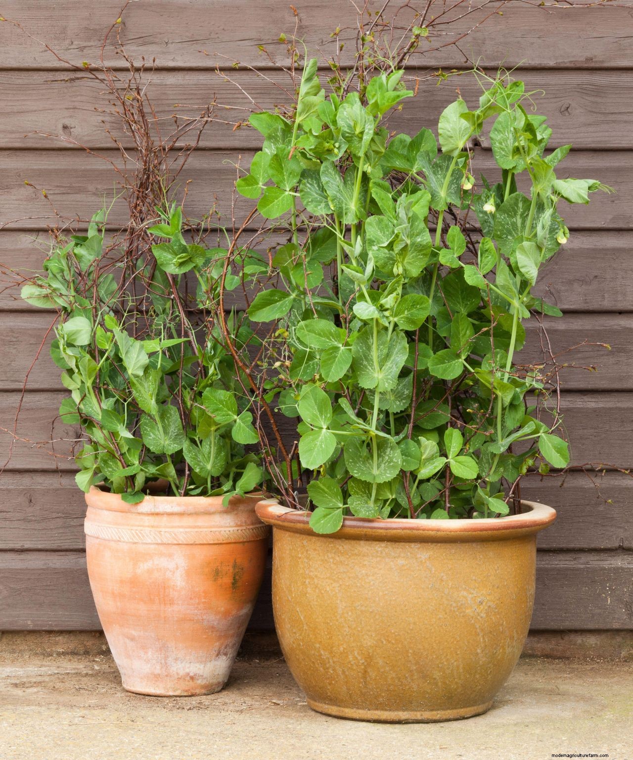 How to grow peas: expert sowing, planting and care tips