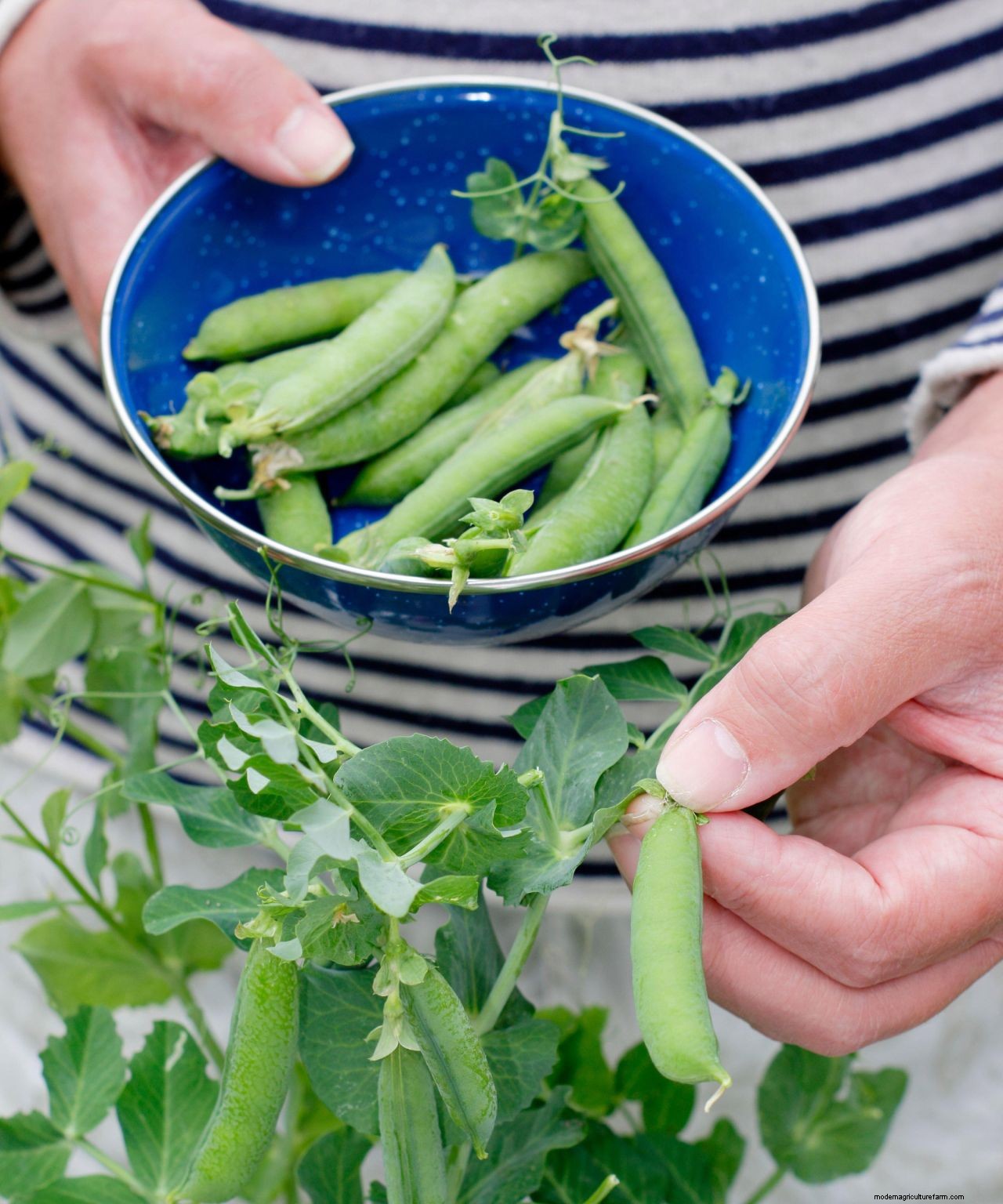 How to grow peas: expert sowing, planting and care tips