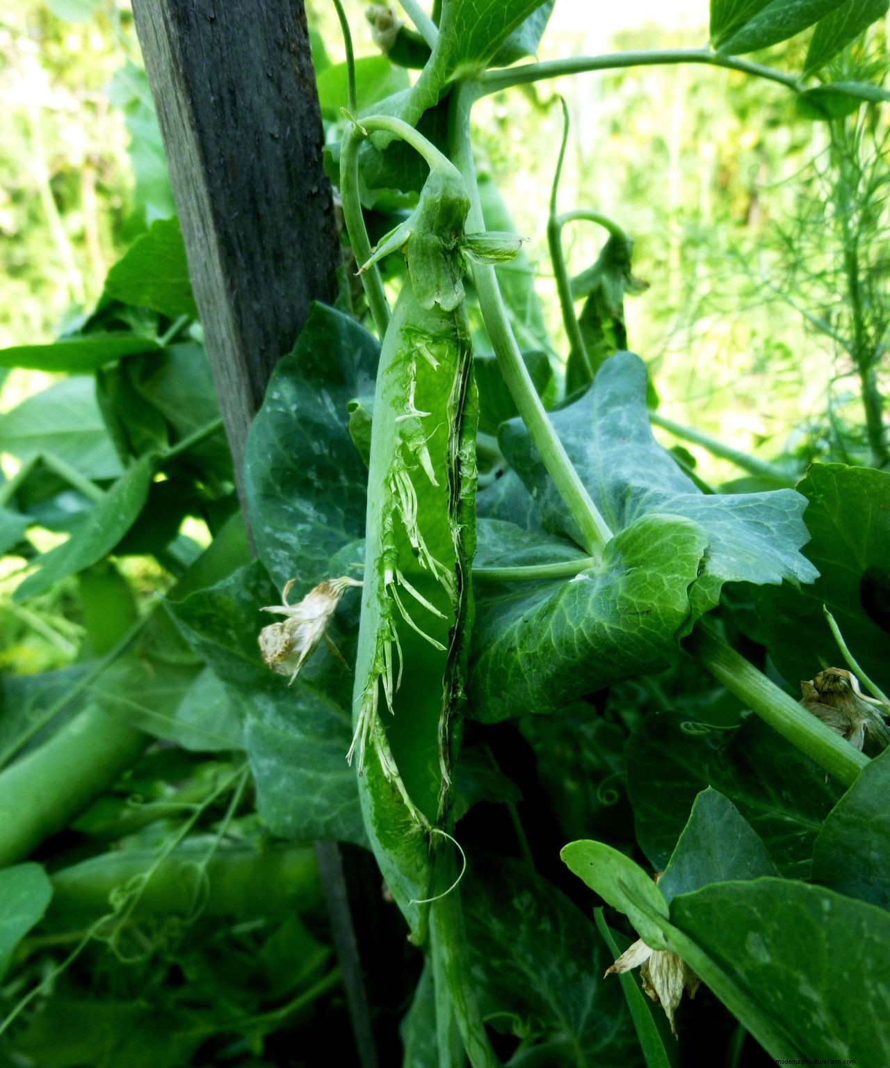 How to grow peas: expert sowing, planting and care tips