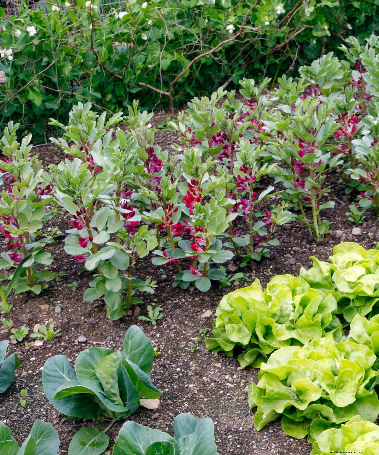 How to grow peas: expert sowing, planting and care tips