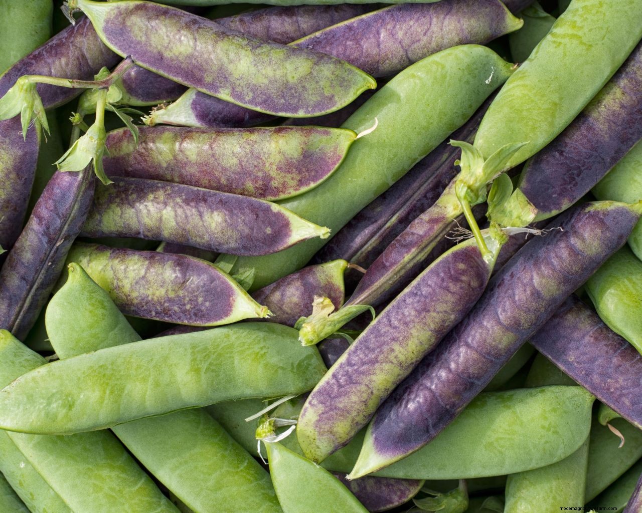 How to grow peas: expert sowing, planting and care tips