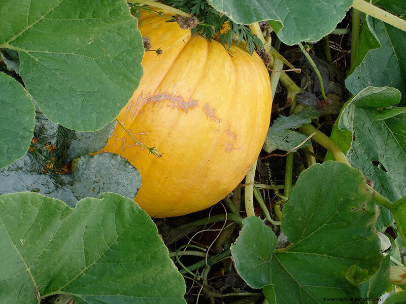 Growing Pumpkins