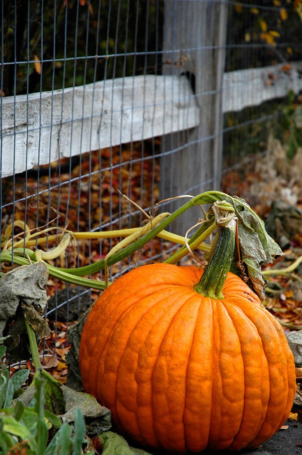 Growing Pumpkins