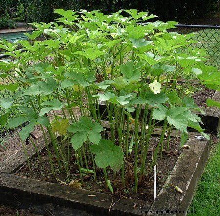Growing Okra