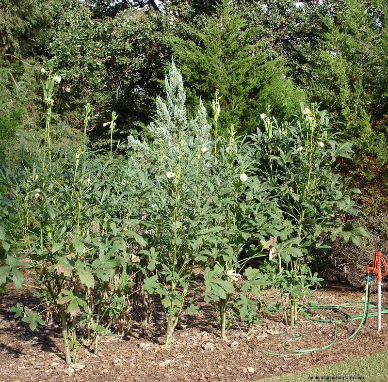 Growing Okra