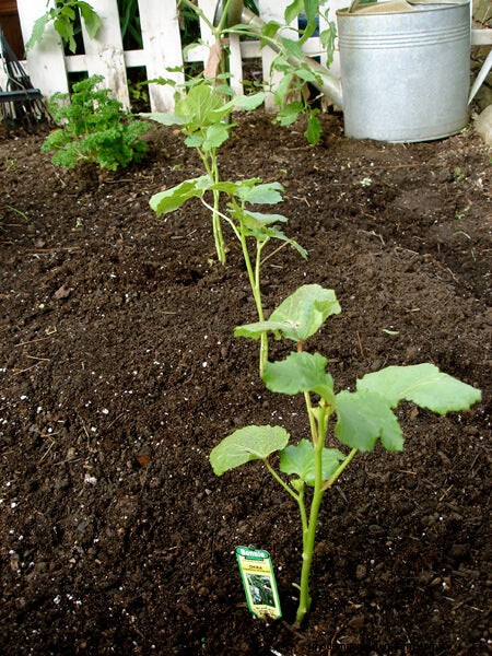 Growing Okra