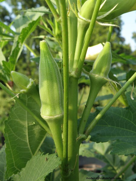 Growing Okra
