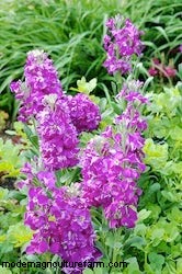 Growing Annuals: Flowers For Winter