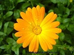 Growing Annuals: Flowers For Winter