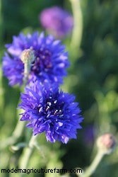 Growing Annuals: Flowers For Winter