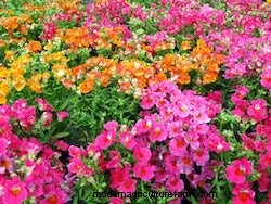 Growing Annuals: Flowers For Winter