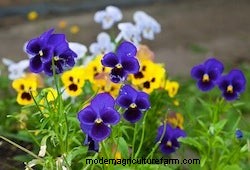 Growing Annuals: Flowers For Winter