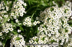 Growing Annuals: Flowers For Winter