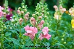 Growing Annuals: Flowers For Winter