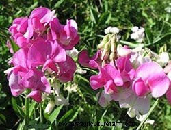 Growing Our Favorite Fragrance Flowers