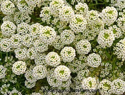 Growing Our Favorite Fragrance Flowers