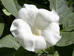 Growing Our Favorite Fragrance Flowers