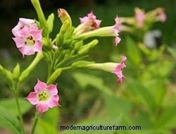 Growing Our Favorite Fragrance Flowers