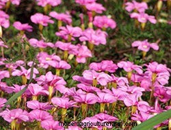 Growing Our Favorite Fragrance Flowers