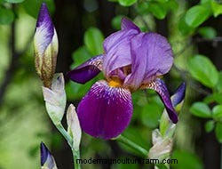 Growing Perennials: 6 Bare-Root Beauties