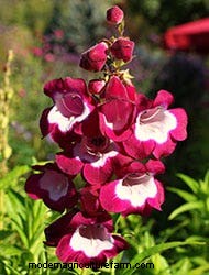 Growing Perennials: 6 Bare-Root Beauties