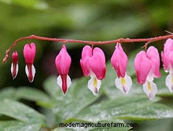 Growing Perennials: 6 Bare-Root Beauties