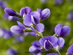 Growing Perennials: 6 Bare-Root Beauties
