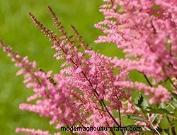 Growing Perennials: 6 Bare-Root Beauties