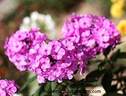 Growing Perennials: 6 Bare-Root Beauties