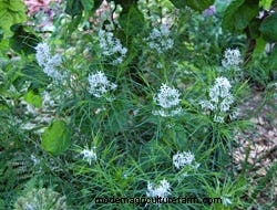 Growing Perennials: Fabulous Foliage